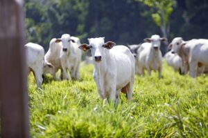 UE Veta Importação de Carne e Outros Produtos Brasileiros a Partir de Setembro