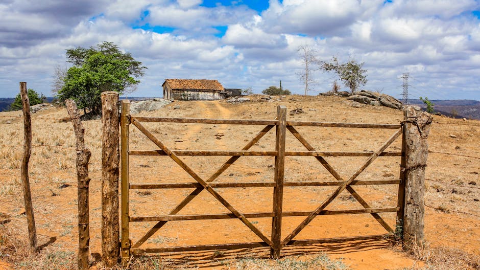 El Niño Pode Aumentar Preços de Alimentos e Impactar Investimentos Agrícolas