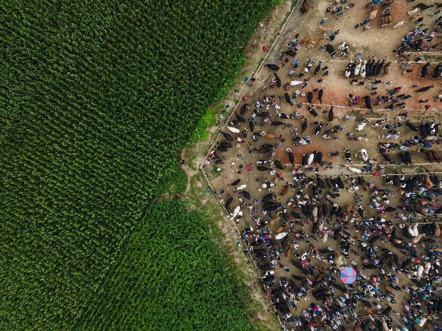 China reconhece Brasil como livre de febre aftosa, abrindo portas para maior comércio de proteínas