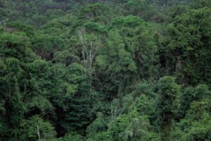 Finep Investe na Cadeia Produtiva da Malva na Amazônia