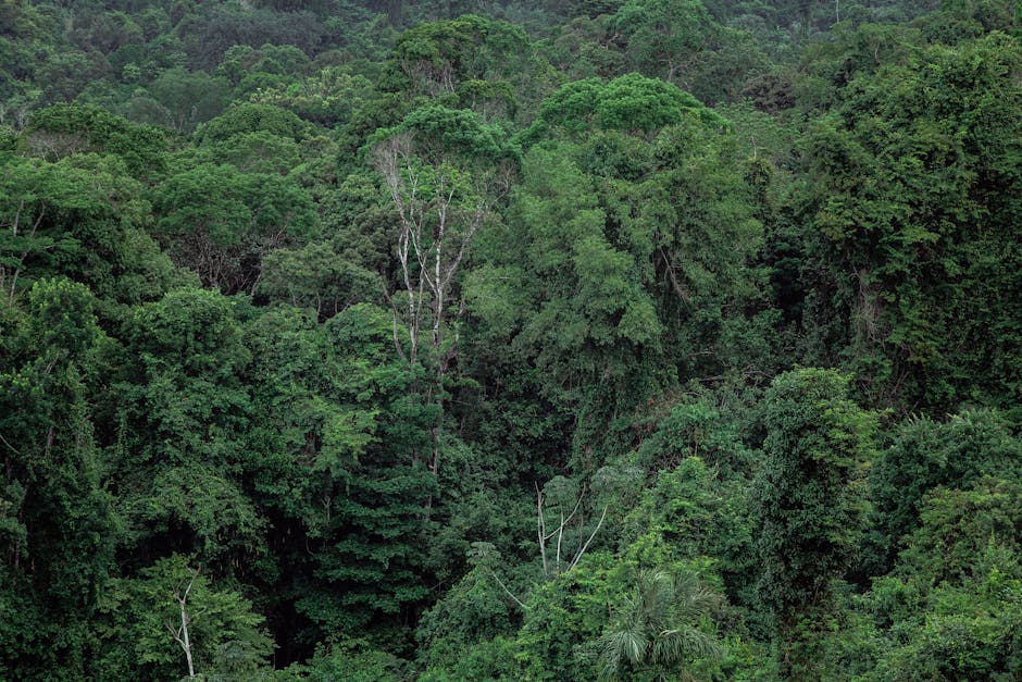 Finep Investe na Cadeia Produtiva da Malva na Amazônia