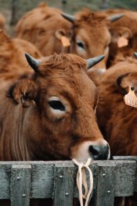 Praga ameaça oferta de gado nos EUA, elevando preços da carne