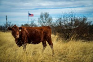 Mosca-da-bicheira-ameaca-industria-bovina-dos-EUA-e-acoes-de-grandes-frigorificos-caem